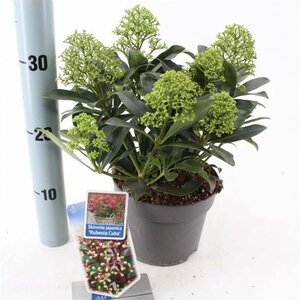 Skimmia j. Rubesta Cuba 20-25 cm cont. 2,0L