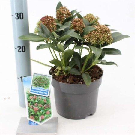 Skimmia j. Rubesta Giant Pink 20-25 cm cont. 2,0L - afbeelding 1