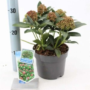 Skimmia j. Rubesta Giant Pink 20-25 cm cont. 2,0L - afbeelding 1