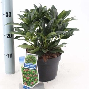 Skimmia j. Rubesta Giant Pink 20-25 cm cont. 2,0L - afbeelding 2