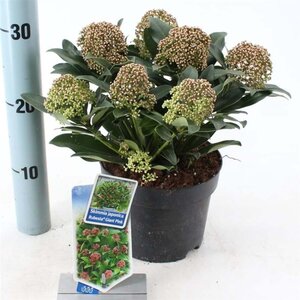 Skimmia j. Rubesta Giant Pink 20-25 cm cont. 2,0L - afbeelding 3