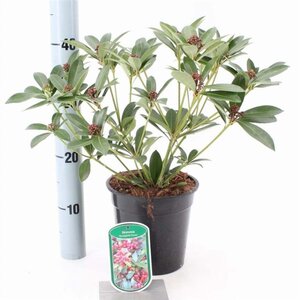 Skimmia j. 'Rockyfield Green' 20-25 cm cont. 2,0L