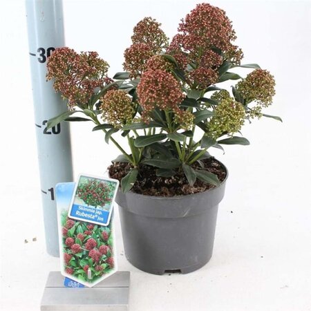 Skimmia j. Rubesta Jos 20-25 cm cont. 2,0L - afbeelding 1