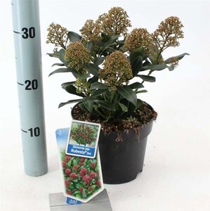 Skimmia j. Rubesta Jos 20-25 cm cont. 2,0L - afbeelding 2