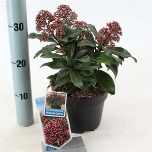 Skimmia j. Rubesta Optima 20-25 cm cont. 2,0L - afbeelding 1