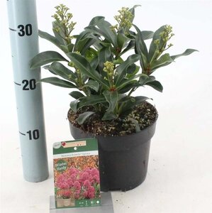 Skimmia j. Rubesta Optima 20-25 cm cont. 2,0L - afbeelding 2