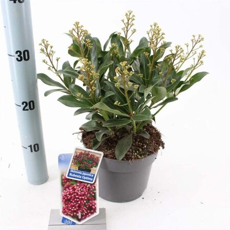 Skimmia j. Rubesta Optima 20-25 cm cont. 2,0L - afbeelding 3