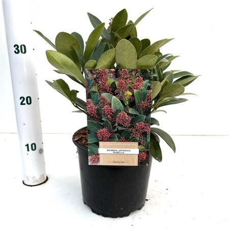 Skimmia j. 'Rubella' = foremanii 20-25 cm cont. 2,0L - afbeelding 3