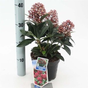 Skimmia j. 'Rubella' = foremanii 20-25 cm cont. 2,0L - afbeelding 1