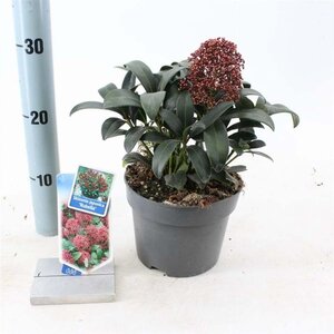 Skimmia j. 'Rubella' = foremanii 20-25 cm cont. 2,0L - afbeelding 9