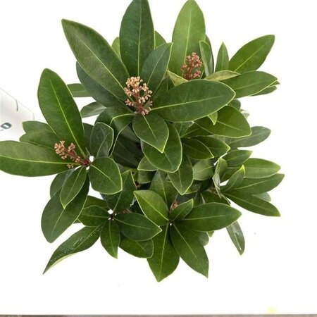 Skimmia j. 'Rubella' = foremanii 20-25 cm cont. 2,0L - afbeelding 6