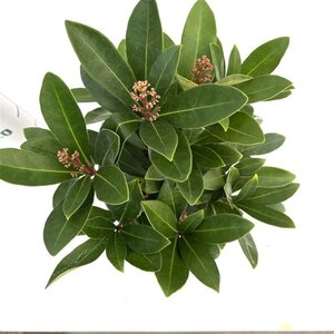 Skimmia j. 'Rubella' = foremanii 20-25 cm cont. 2,0L - afbeelding 2