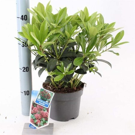 Skimmia j. 'Rubella' = foremanii 20-25 cm cont. 2,0L - afbeelding 8