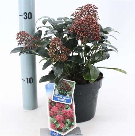 Skimmia j. 'Rubella' = foremanii 20-25 cm cont. 2,0L - afbeelding 7