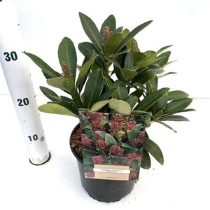 Skimmia j. 'Rubella' = foremanii 20-25 cm cont. 2,0L - afbeelding 4