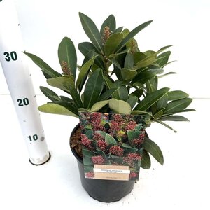 Skimmia j. 'Rubella' = foremanii 20-25 cm cont. 2,0L - afbeelding 10