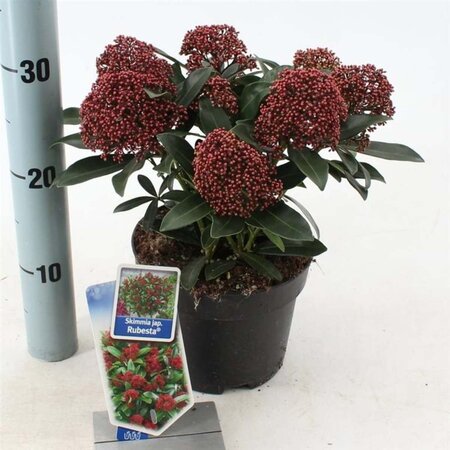 Skimmia j. Rubesta 20-25 cm cont. 2,0L - afbeelding 1