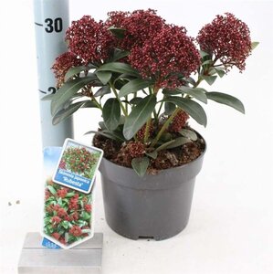 Skimmia j. Rubesta 20-25 cm cont. 2,0L - afbeelding 2