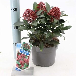 Skimmia j. Rubesta 20-25 cm cont. 2,0L - afbeelding 3