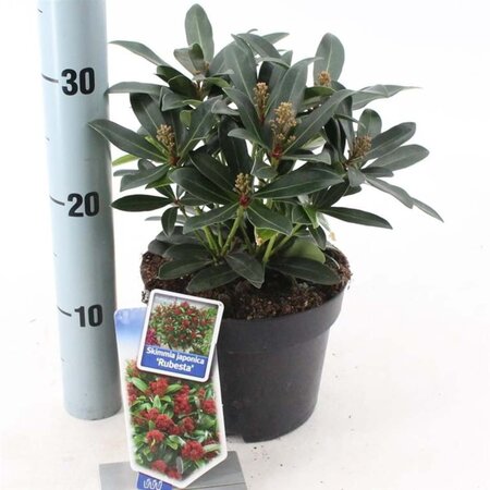 Skimmia j. Rubesta 20-25 cm cont. 2,0L - afbeelding 4