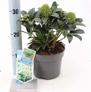 Skimmia j. White Globe 20-25 cm cont. 2,0L - afbeelding 1