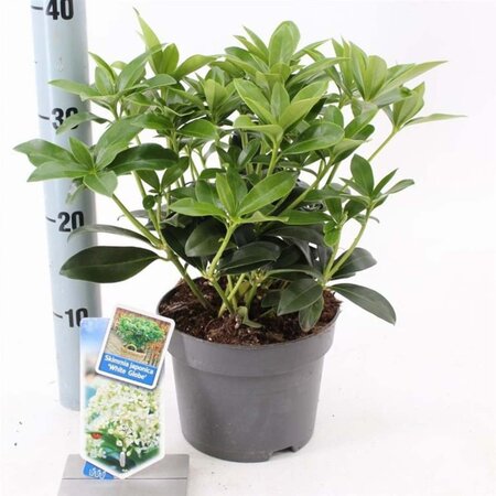 Skimmia j. White Globe 20-25 cm cont. 2,0L - afbeelding 2