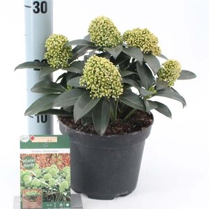 Skimmia j. White Globe 20-25 cm cont. 2,0L - afbeelding 4