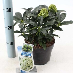 Skimmia j. White Globe 20-25 cm cont. 2,0L - afbeelding 5