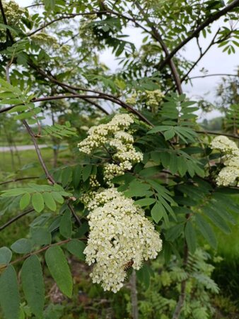 Sorbus aucuparia 175-200 cm draadkluit meerstammig - afbeelding 1