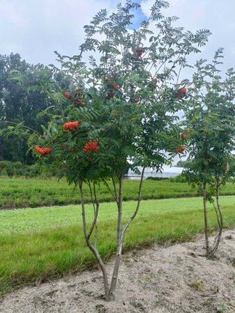 Sorbus aucuparia 175-200 cm draadkluit meerstammig - afbeelding 2