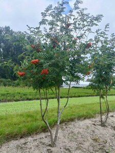 Sorbus aucuparia 175-200 cm draadkluit meerstammig - afbeelding 2