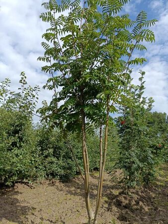 Sorbus aucuparia 175-200 cm draadkluit meerstammig - afbeelding 3