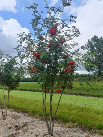 Sorbus aucuparia 175-200 cm draadkluit meerstammig - afbeelding 4