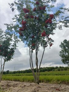 Sorbus aucuparia 175-200 cm draadkluit meerstammig - afbeelding 5