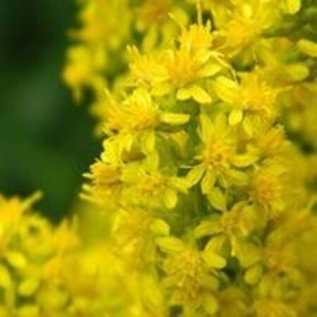 Solidago 'Goldkind' geen maat specificatie 0,55L/P9cm - afbeelding 3