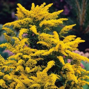 Solidago 'Goldkind' geen maat specificatie 0,55L/P9cm - afbeelding 4