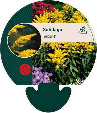 Solidago 'Goldkind' geen maat specificatie 0,55L/P9cm - afbeelding 5