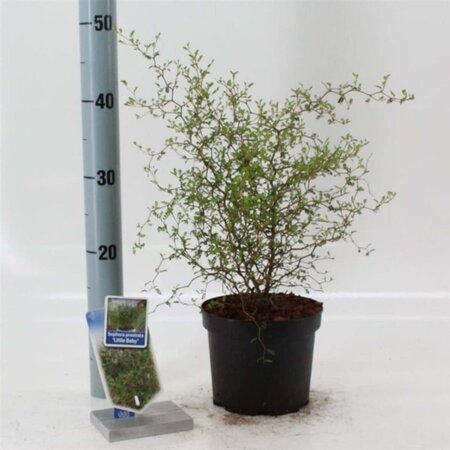 Styphnolobium (Sophora) 'Little Baby' 25-30 cm cont. 2,0L - afbeelding 2