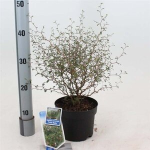 Styphnolobium (Sophora) 'Little Baby' 25-30 cm cont. 2,0L - afbeelding 3