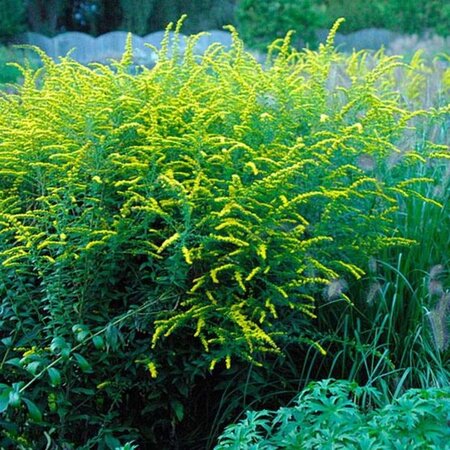 Solidago rugosa 'Fireworks' geen maat specificatie 0,55L/P9cm