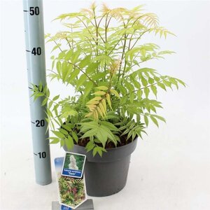 Sorbaria sorbif. 'Sem' 30-35 cm cont. 5,0L - afbeelding 1