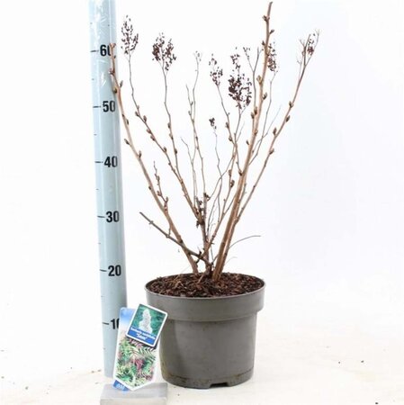 Sorbaria sorbif. 'Sem' 30-35 cm cont. 5,0L - afbeelding 3