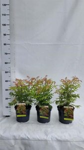 Sorbaria sorbif. 'Sem' 30-40 cm cont. 3,0L - afbeelding 1