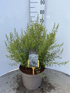 Spiraea arguta 60-80 cm cont. 10L - afbeelding 1