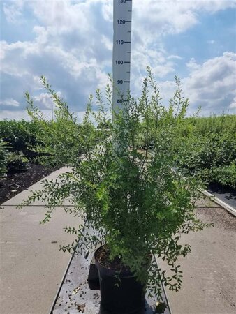 Spiraea arguta 60-80 cm cont. 10L - afbeelding 4