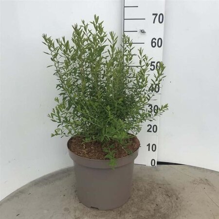 Spiraea arguta 60-80 cm cont. 10L - afbeelding 2