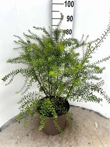 Spiraea arguta 60-80 cm cont. 10L - afbeelding 3