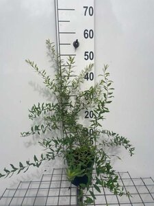 Spiraea arguta geen maat specificatie cont. 1,3L - afbeelding 2