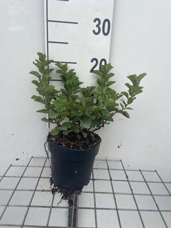 Spiraea betulifolia geen maat specificatie cont. 1,3L - afbeelding 1