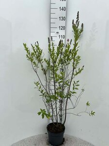 Spiraea billardii 100-110 cm cont. 5,0L